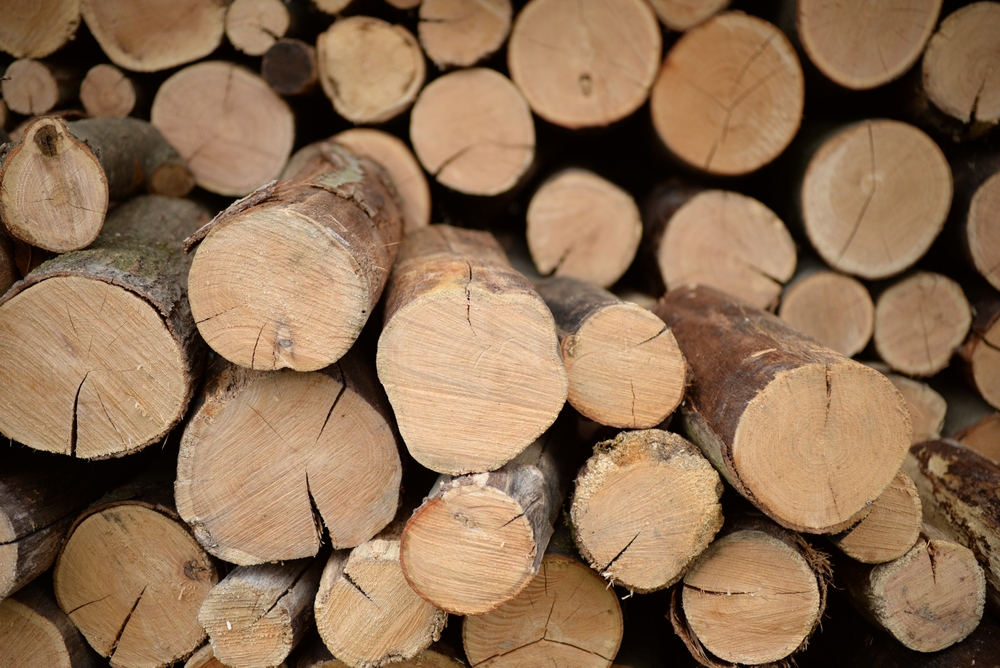 Quelles sont les essences de bois les plus répandues en Amérique du Nord et du Sud